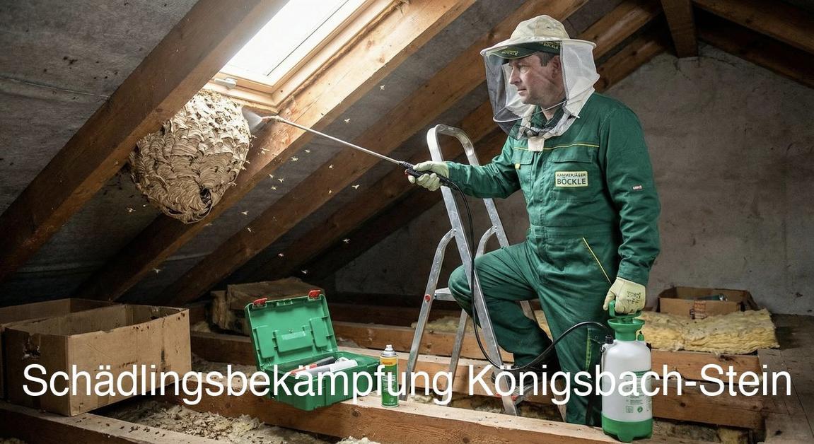 Kammerjäger Königsbach-Stein: Professionelle Schädlingsbekämpfung mit Endoskop-Inspektion
